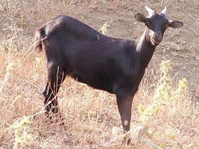 Un présumé voleur de cabri tué à Allada