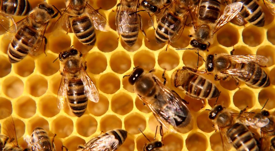 Bénin: des abeilles tuent un homme