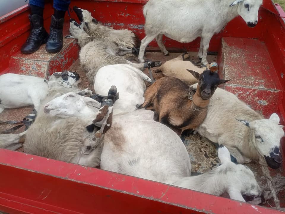 des moutons en divagation dans la ville de Cotonou arrêtés