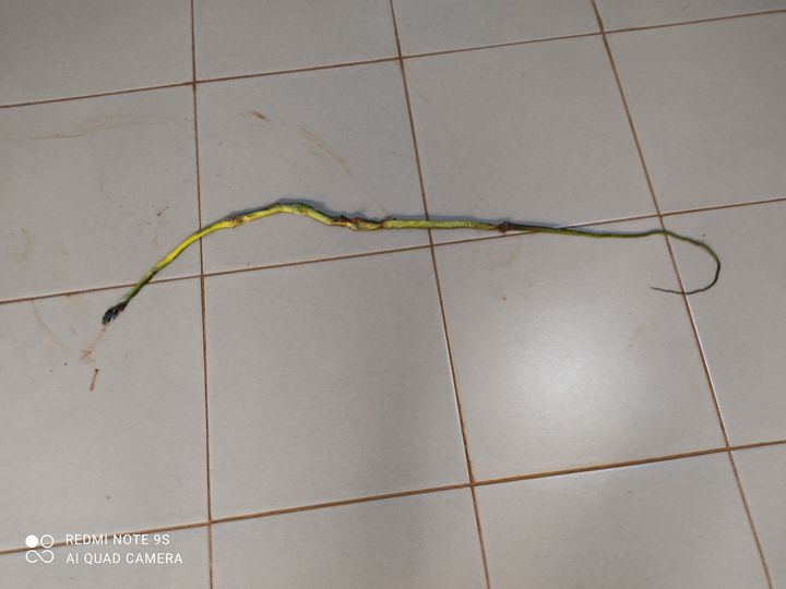 le serpent a été retrouvé ce mercredi 11 mai, un peu avant 10 heures, dans le Laboratoire d'Entomologie Appliquée / Centre Edward Platzer (FAST, UAC)
