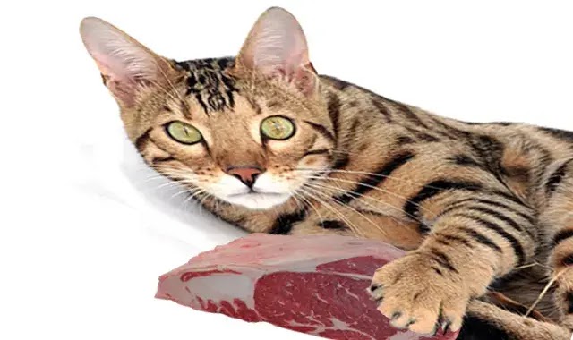 Albarika : Deux décès enregistrés suite à la consommation de la viande de chat